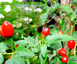 Aji Chirca